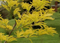 Gleditsia triacanthos Sunburst / Sárga levelű lepényfa
